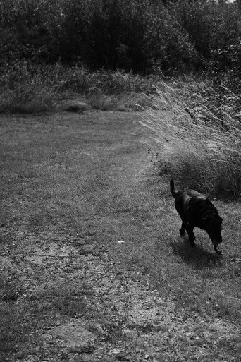 Black Dog (2020)