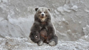 Bearland (2023)