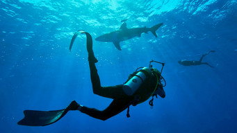 Shark with Steve Backshall (2021)