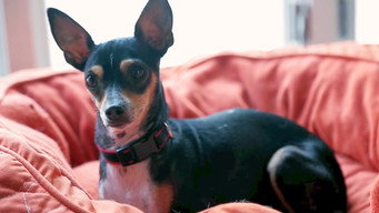 Galeria 3 - Life in the Doghouse