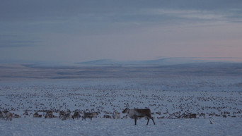 #5 Historja  Stitches for Sapmi
