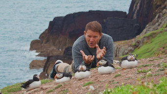Puffins And Dragonflies