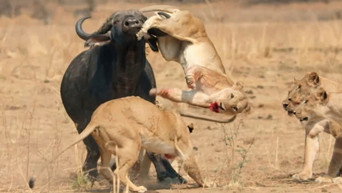 #10 Africa's Hunters