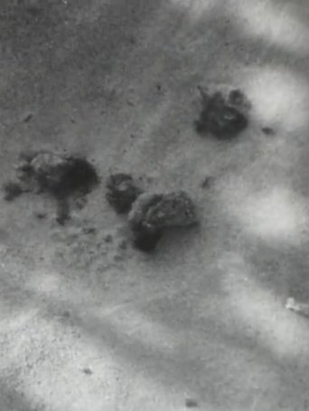 Merdes (1963)
