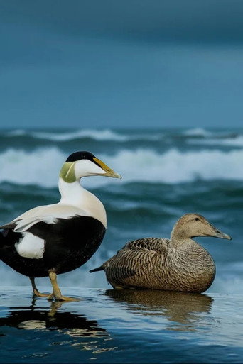 The Cry of the Eider