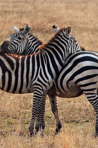 Hearts and Hooves: The Horse Story