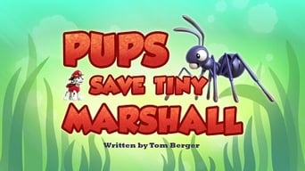 Pups Save Tiny Marshall