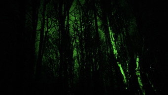 Tree-Seekers (2026)