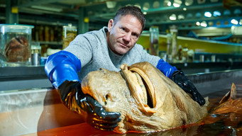 #6 Shark with Steve Backshall