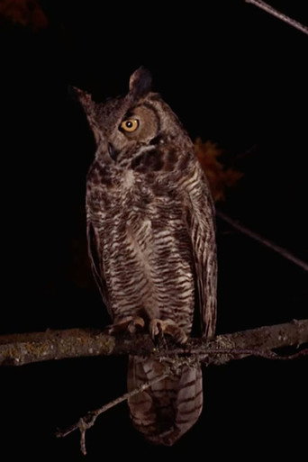 The Owls (2001)