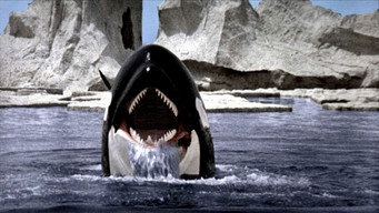 Orca backdrop 3