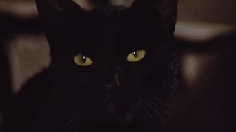 #2 The Black Cat