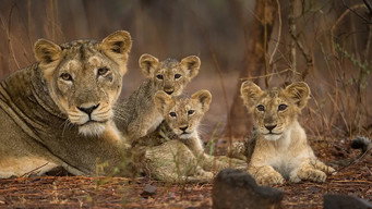 Destination Wild: India (2024- )