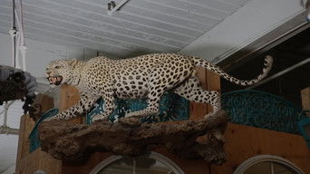 American Pickers S20E17 poster