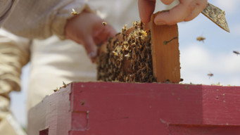 Charlie Bee Company (2021- )