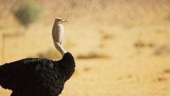 #6 The Mating Game