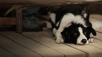 Angel Dog (2011)