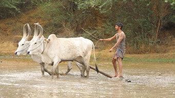 #30 Bison Kaalamaadan