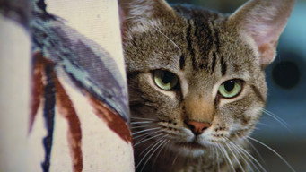 #10 Котяче око