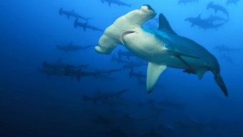 #7 Sharkcano: Hawaii