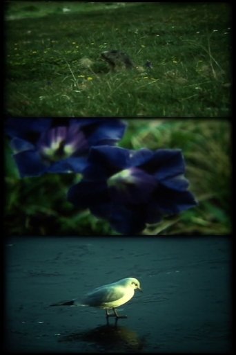 ERREGUNG ! beim sehen wilder tiere