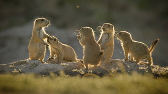 Outnumbered