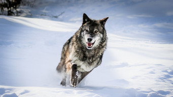 #10 Predator v Prey