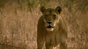 The Lions Rule (2017)