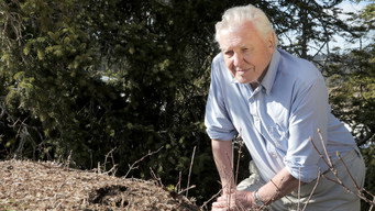 Attenborough And The Empire Of The Ants