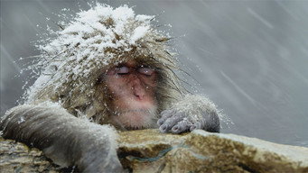 Animals, They're Just Like Us! (2025- )