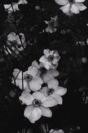 Für P. (Weiße Blumen)