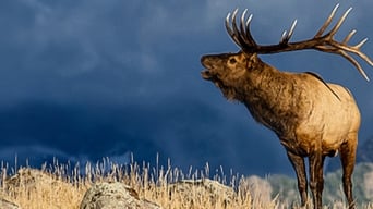 The Olympic Elk (1952)