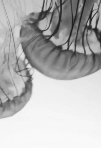 Anna and the Jellyfish poster