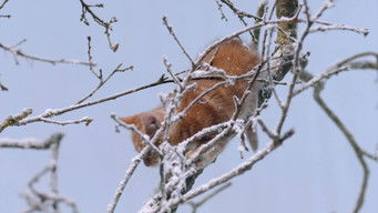 Episode 11 — Episode 11