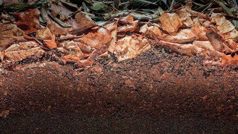 #16 Our Soil is Our Heritage
