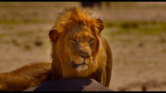 Galeria 4 - Enchanted Kingdom