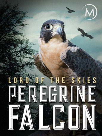 Peregrine Falcon: Lord of the Skies (2018)