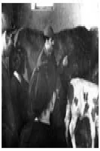 The Cattle Breeding of Today poster