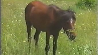 Episode 2 — Horse Of Inferior Quality