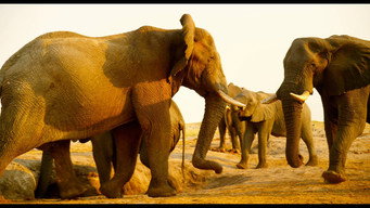 Galeria 1 - Enchanted Kingdom