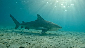 Bull Shark vs Hammerhead (2023)