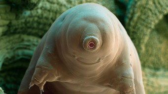 Tardigrade, l'animal indestructible (2025)
