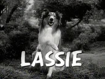 Lassie Baits a Bear