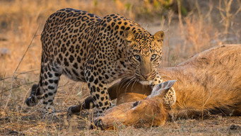 #11 Predator v Prey