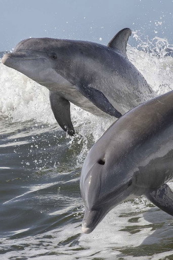 Summer of Dolphins