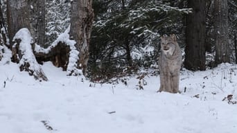 America’s Wild Border: Northern Exposure foto 0