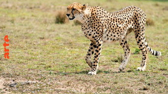 #4 Chasing the Rains