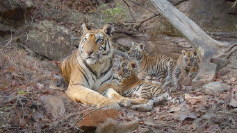 #8 Tiger
