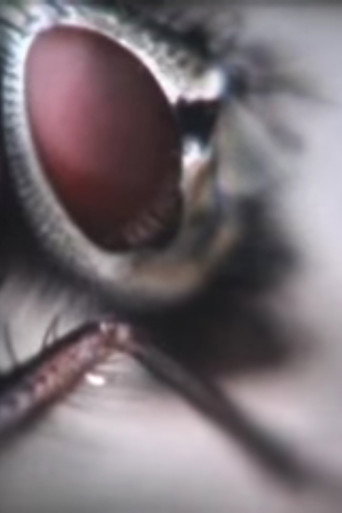 Moth & Moon (2008)