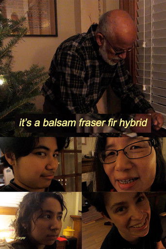 balsam x fraser fir hybrid